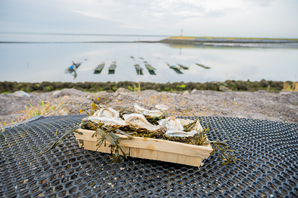 Zeeuwse tafeloesters