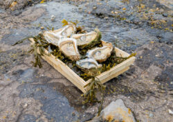 Zeeuwse tafeloesters vers uit de Oosterschelde