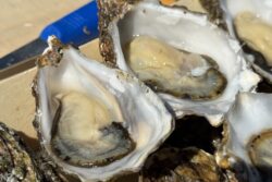 bbq oesters